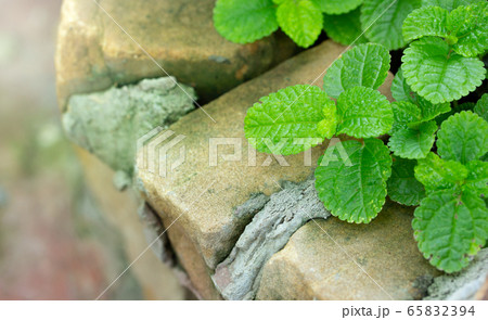 Close-up of Episcia Plant with Green Leaf  65832394