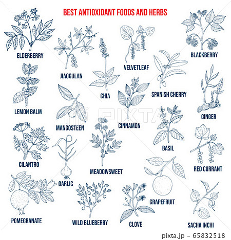 Antioxidant foods and herbs 65832518