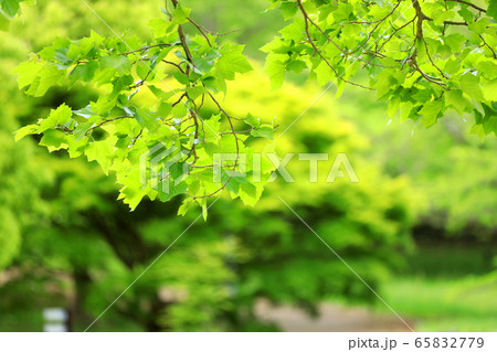 新緑、5月、緑、エコのイメージ 新緑、5月、緑、エコのイメージ 65832779