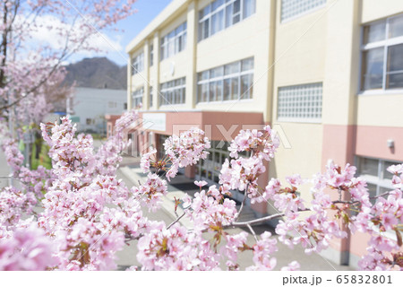 桜と学校 桜と学校 65832801