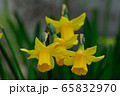 ラッパだね、水仙の花 65832970