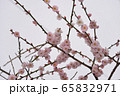 春を満喫の梅の花 65832971