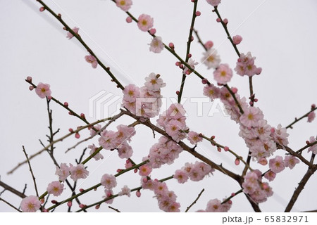 春を満喫の梅の花 65832971