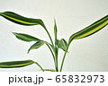観葉植物の葉の造形 65832973