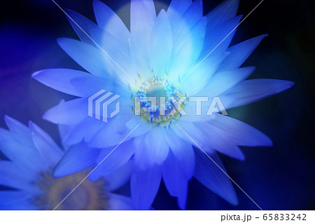 花　背景　寒色　素材　睡蓮　多重露光 65833242