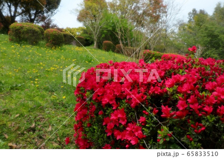 春の木の花:満開のキリシマ ツツジ:山田池公園 春の木の花:満開のキリシマ ツツジ:山田池公園 65833510