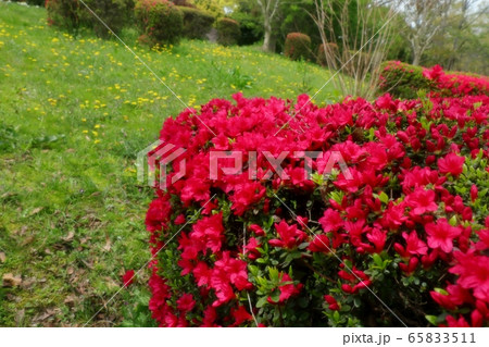 春の木の花：満開のキリシマ ツツジ：山田池公園 65833511
