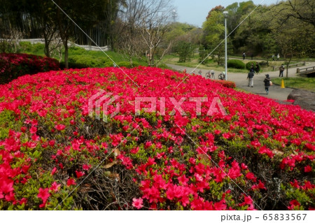 春の木の花:満開のキリシマ ツツジ:山田池公園 春の木の花:満開のキリシマ ツツジ:山田池公園 65833567