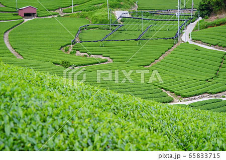 京都府景観資産登録（和束石寺地区の茶畑）－９ 65833715
