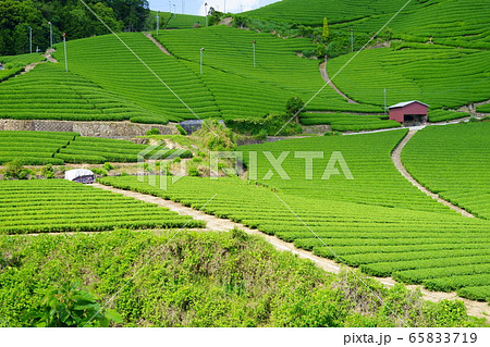 京都府景観資産登録（和束石寺地区の茶畑）－１３ 65833719