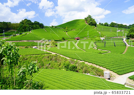 京都府景観資産登録（和束石寺地区の茶畑）－１５ 65833721