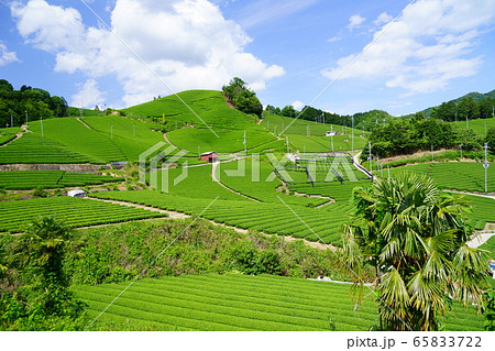 京都府景観資産登録（和束石寺地区の茶畑）－１６ 65833722