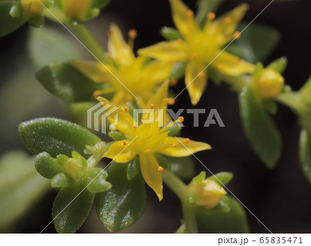 子持ち万年草の花 子持ち万年草の花 65835471