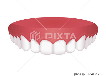 歯並び 歯列 ベクターイラスト 上顎のイラスト素材