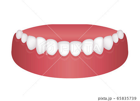 歯並び 歯列 ベクターイラスト 下顎のイラスト素材
