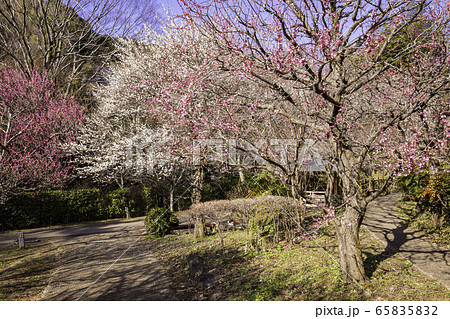 （静岡県）熱海梅園　梅 65835832