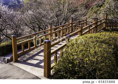 （静岡県）熱海梅園　梅 65835888