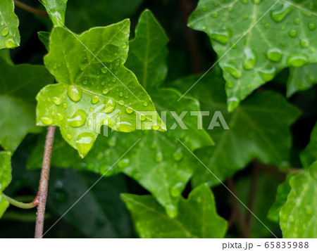 雨上がりの新緑のアイビー 65835988