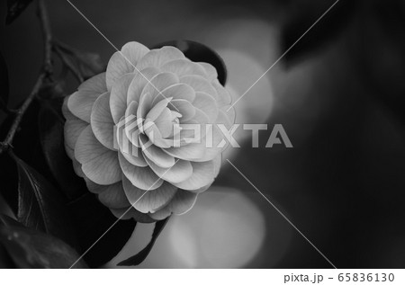 オトメツバキ(モノクロ) オトメツバキ(モノクロ) 65836130