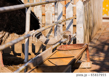 Animal Farm - ostrich, sheep, black goat, cattle and chicken 081 65837955