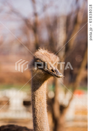 Animal Farm - ostrich, sheep, black goat, cattle and chicken 027 65838018
