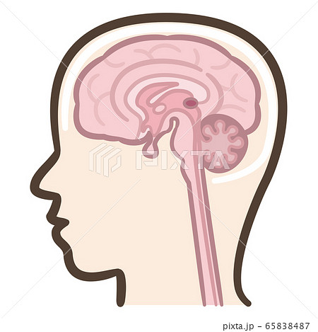 脳 断面図 脳 断面図 65838487