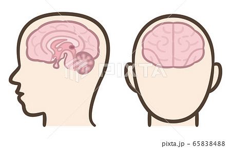 脳 断面図のイラスト素材 6584