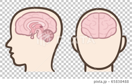 Brain cross section 65838488