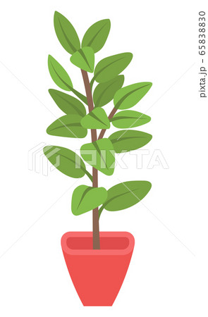 Houseplant in Vases, Flowers with Flourishing Houseplant in Vases, Flowers with Flourishing 65838830
