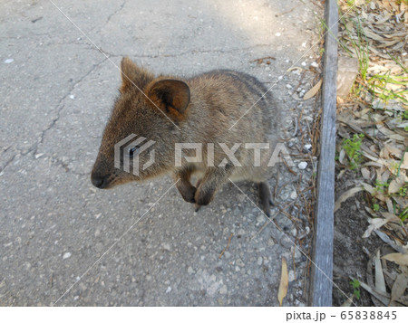パース、ロットネス島のクウォッカ 65838845