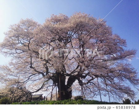醍醐桜 醍醐桜 65838978