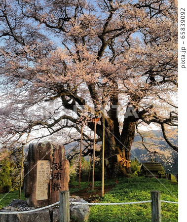 醍醐桜 醍醐桜 65839092