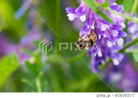 クサフジの花に止まるミツバチの写真素材