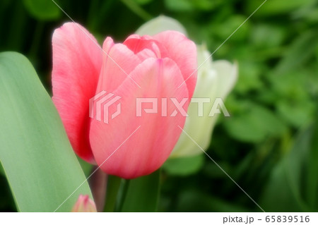 花壇の花:チューリップ 花壇の花:チューリップ 65839516