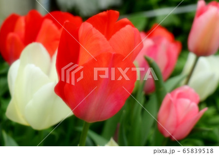 花壇の花:チューリップ 花壇の花:チューリップ 65839518