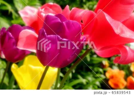 花壇の花:チューリップ 花壇の花:チューリップ 65839543
