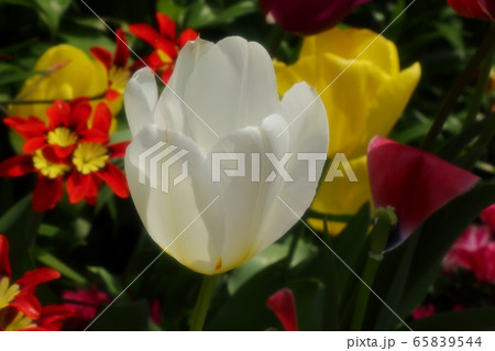 春の庭の花:チューリップ&パピルス 春の庭の花:チューリップ&パピルス 65839544
