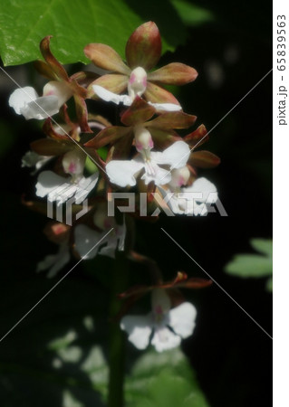 春の庭の花:ナツエビネ:ラン科エビネ属 春の庭の花:ナツエビネ:ラン科エビネ属 65839563