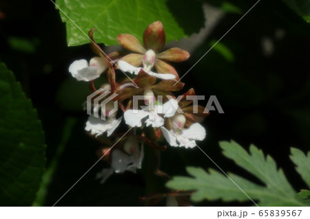 春の庭の花：ナツエビネ:ラン科エビネ属 65839567
