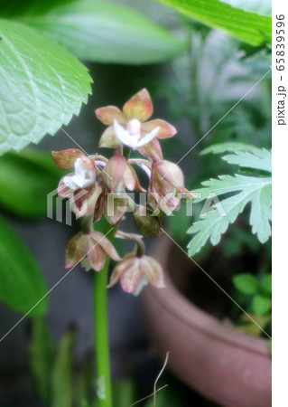 春の庭の花:ナツエビネ:ラン科エビネ属 春の庭の花:ナツエビネ:ラン科エビネ属 65839596