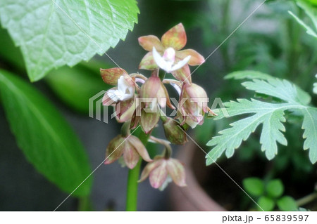 春の庭の花：ナツエビネ:ラン科エビネ属 65839597
