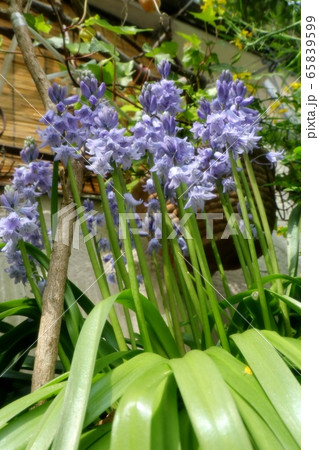 春の庭の花:ツリガネズイセン (釣鐘水仙) 春の庭の花:ツリガネズイセン (釣鐘水仙) 65839599
