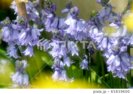 春の庭の花:ツリガネズイセン (釣鐘水仙) 春の庭の花:ツリガネズイセン (釣鐘水仙) 65839600