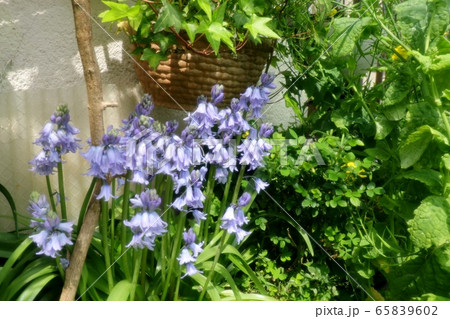 春の庭の花 ツリガネズイセン 釣鐘水仙 の写真素材