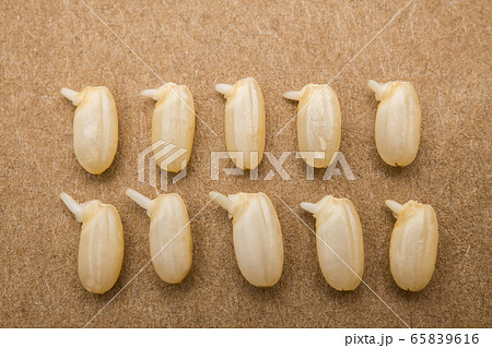 発芽玄米、整列、可愛い、発芽、左むき 発芽玄米、整列、可愛い、発芽、左むき 65839616