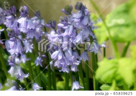 春の庭の花:ツリガネズイセン (釣鐘水仙) 春の庭の花:ツリガネズイセン (釣鐘水仙) 65839625