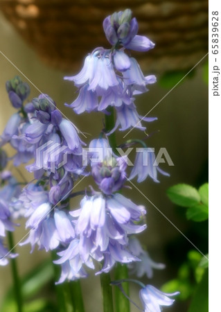 春の庭の花:ツリガネズイセン (釣鐘水仙) 春の庭の花:ツリガネズイセン (釣鐘水仙) 65839628