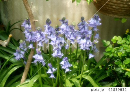 春の庭の花:ツリガネズイセン (釣鐘水仙) 春の庭の花:ツリガネズイセン (釣鐘水仙) 65839632