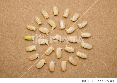 発芽玄米、整列、可愛い、発芽、円を描く、ボケ少なめ 65839764