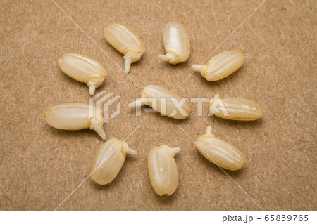 発芽玄米、整列、可愛い、発芽、円を描く、クローズアップ 発芽玄米、整列、可愛い、発芽、円を描く、クローズアップ 65839765